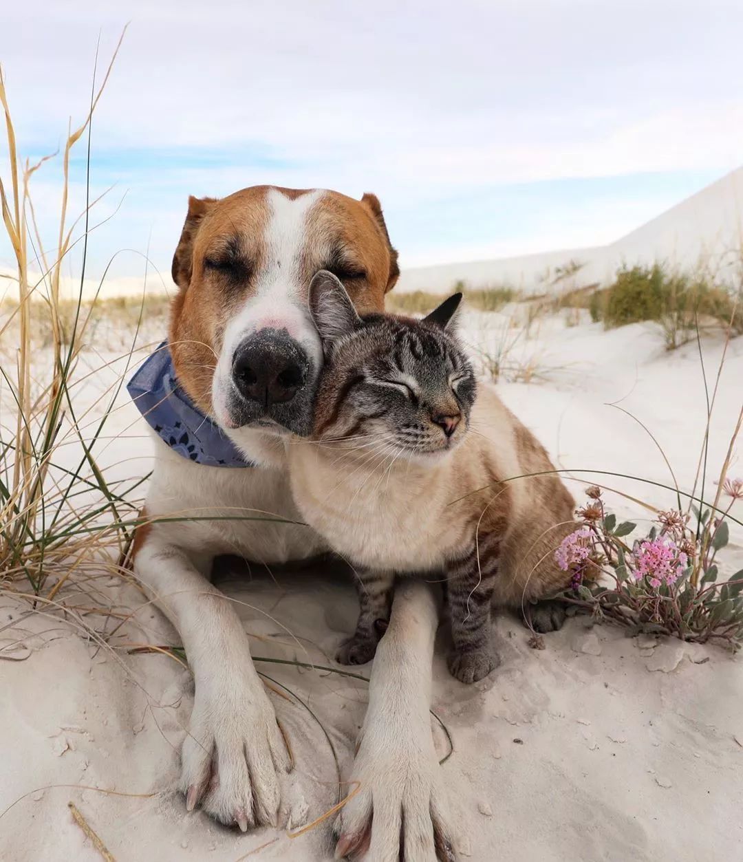 这一猫一狗的生活,让无数网友,原地酸成了柠檬树!