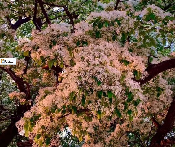 章丘甘泉流苏节图片