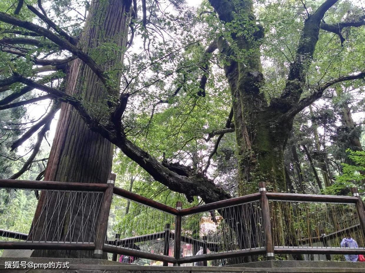 细雨 流水,庐山西线(黄龙寺三宝树)