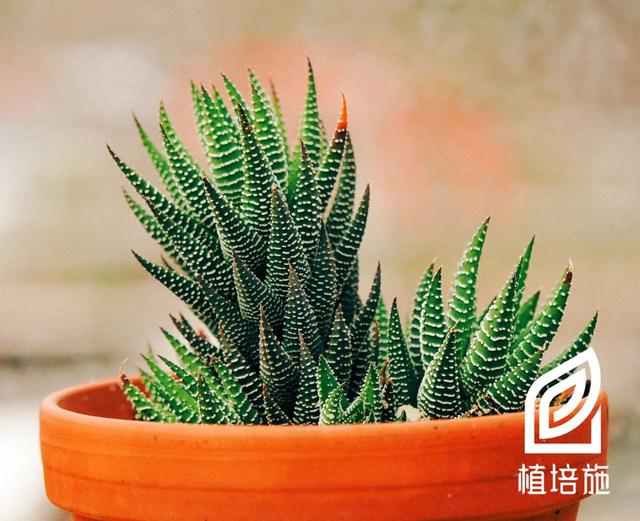 「植培施」條紋十二卷haworthia fasciata 多肉植物栽培手冊