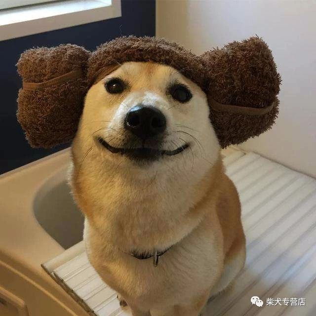 豆柴犬是日本柴犬的一个小型品种,迷你版.