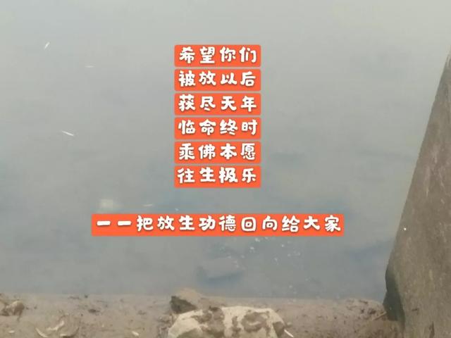 臘八節釋迦牟尼成道日放生魚兒做功德