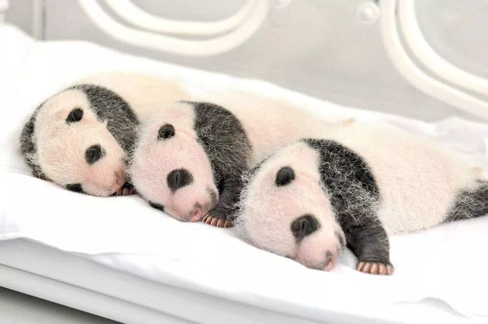 大熊猫出生时为何比小老鼠还小
