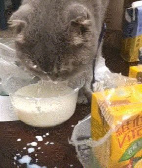 【搞笑gif动图】猫咪你这是在喝粥还是玩呢