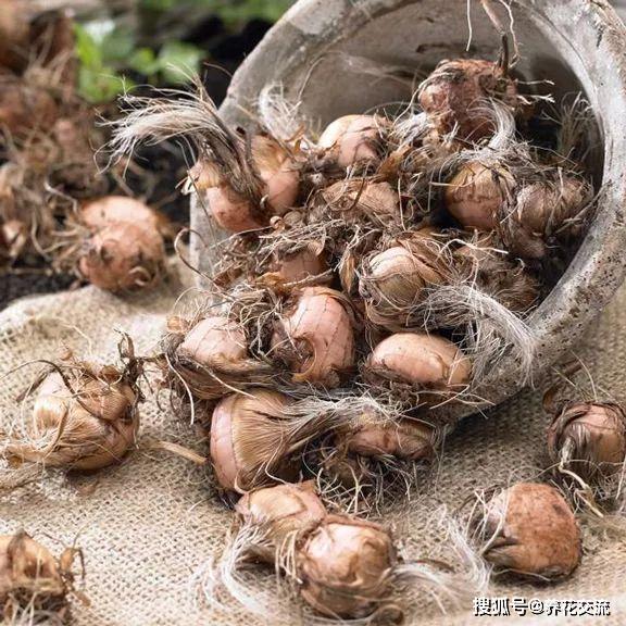 雄黄兰和我们平常栽培的剑兰和鸢尾花是比较类似的