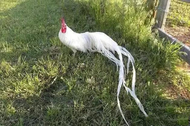 长尾鸡的尾巴再长,也成不了凤凰,但其价格高达2万一只!