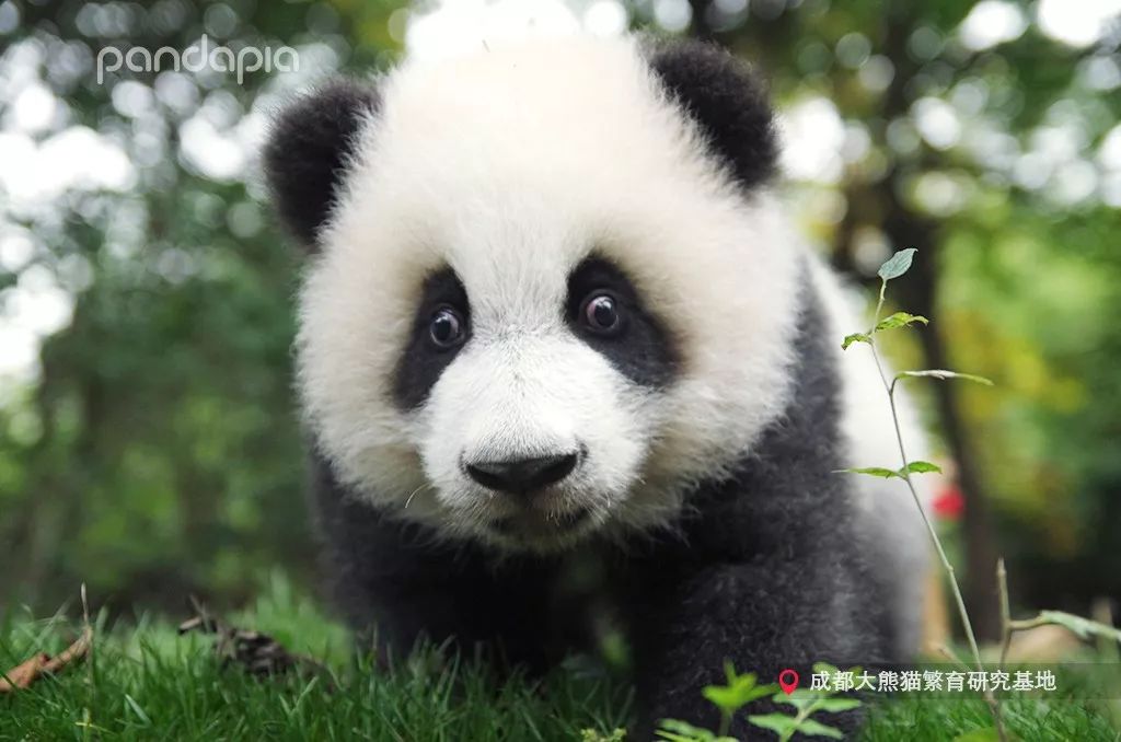 您好,專屬pandapia的年度