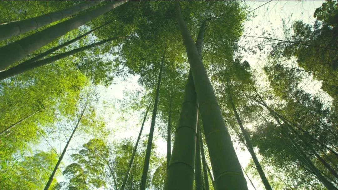 而以竹子為食的動物裡,最為人所熟知的應該就是咱們的國寶—— 大熊貓