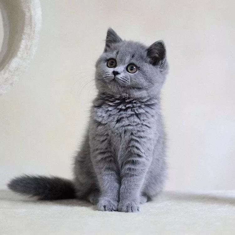 吴霜蓝宝是只猫