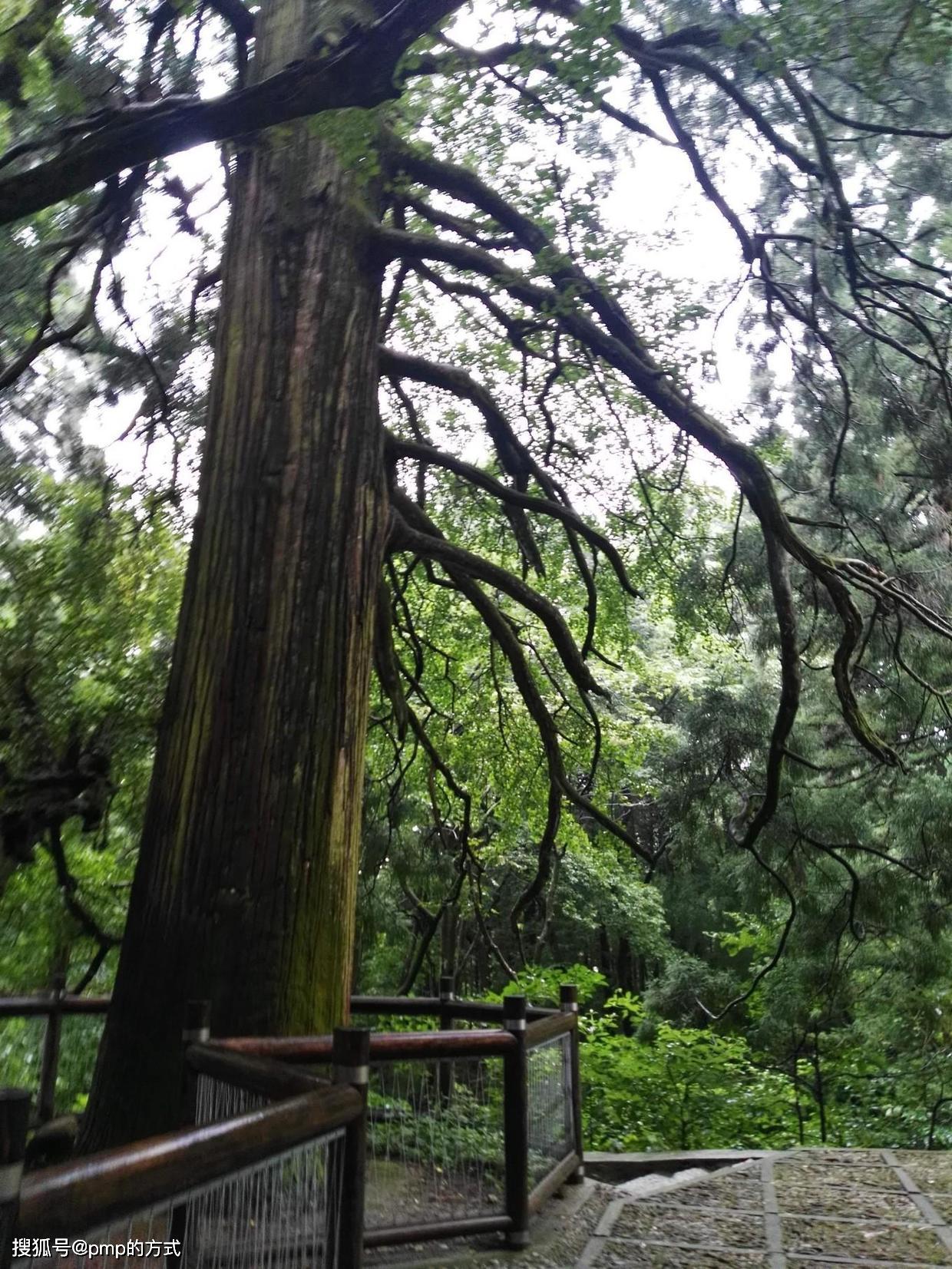 细雨流水庐山西线黄龙寺三宝树