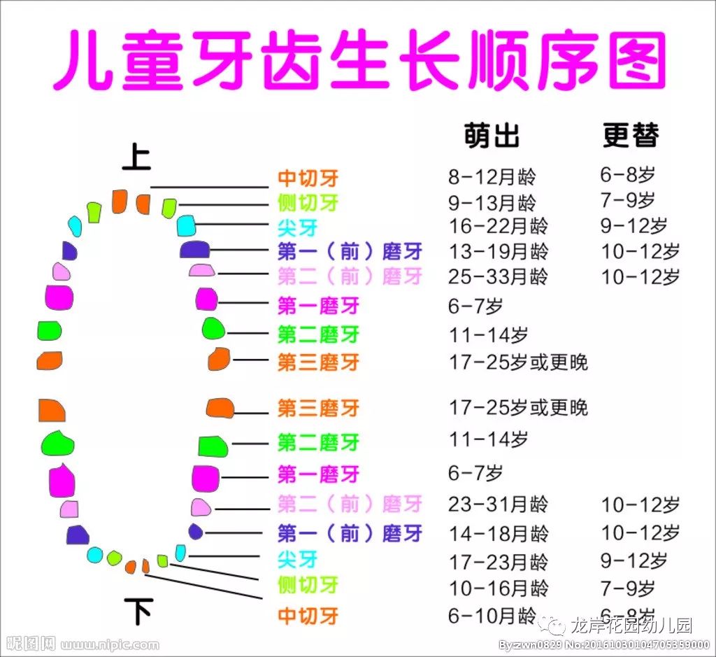 我们要经常关注儿童的乳牙和恒牙的生长情况,定期的带儿童去看牙医