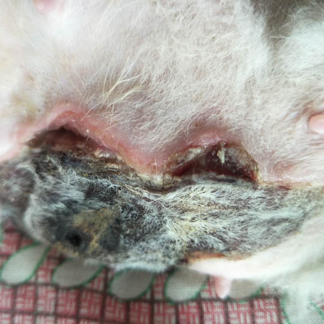 避免狗狗的乳汁分泌过多一直没得到排出而造成乳腺炎