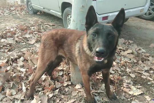 1只成年红马犬品相性格都不错黑头黑脸黑胸要价1500块想买吗