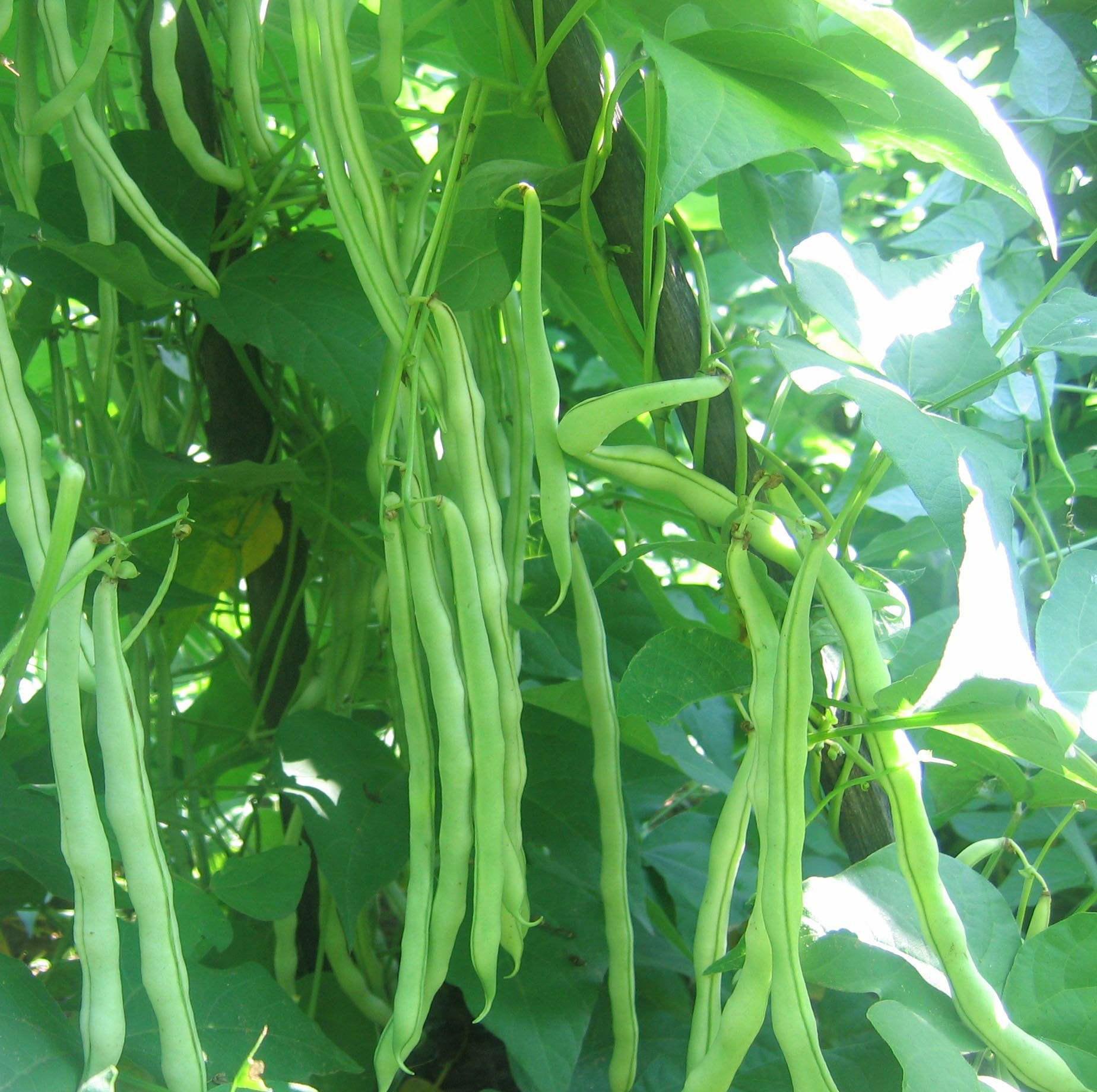 干煸芸豆只有饭店能做一掰二炸三扮教你三步搞定这道菜