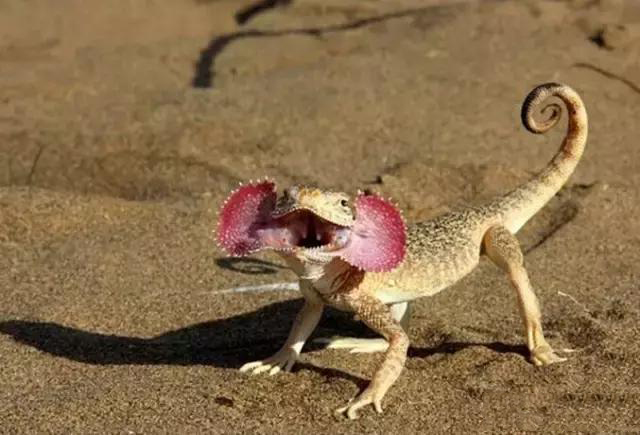 这沙蜥有趣,靠露出"大耳朵"吓退猎食者