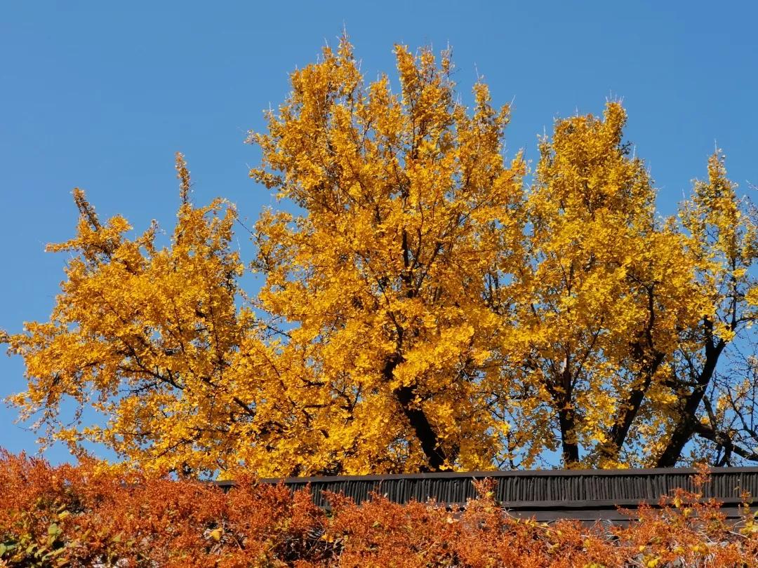 图,文 江浙一兵  美丽的回忆李志辉   紫禁花园