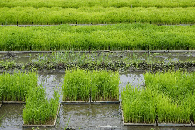 世界精品大米系列之日本篇