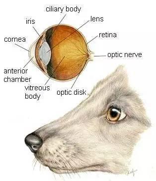 狗眼底眼砂示意图图片