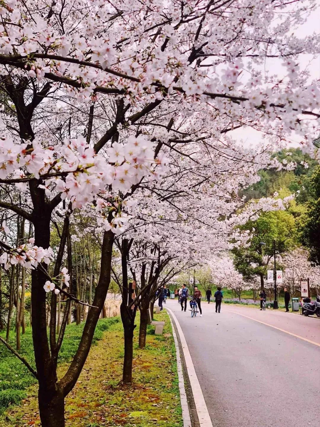 不得了,黃石團城山公園的櫻花步道被挖了!