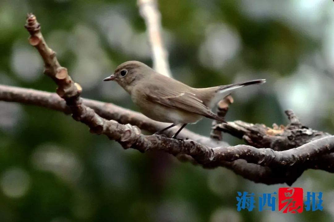 一張高清照曝光,福建,廣東,江西鳥友紛紛趕到廈門虎頭山,就為了