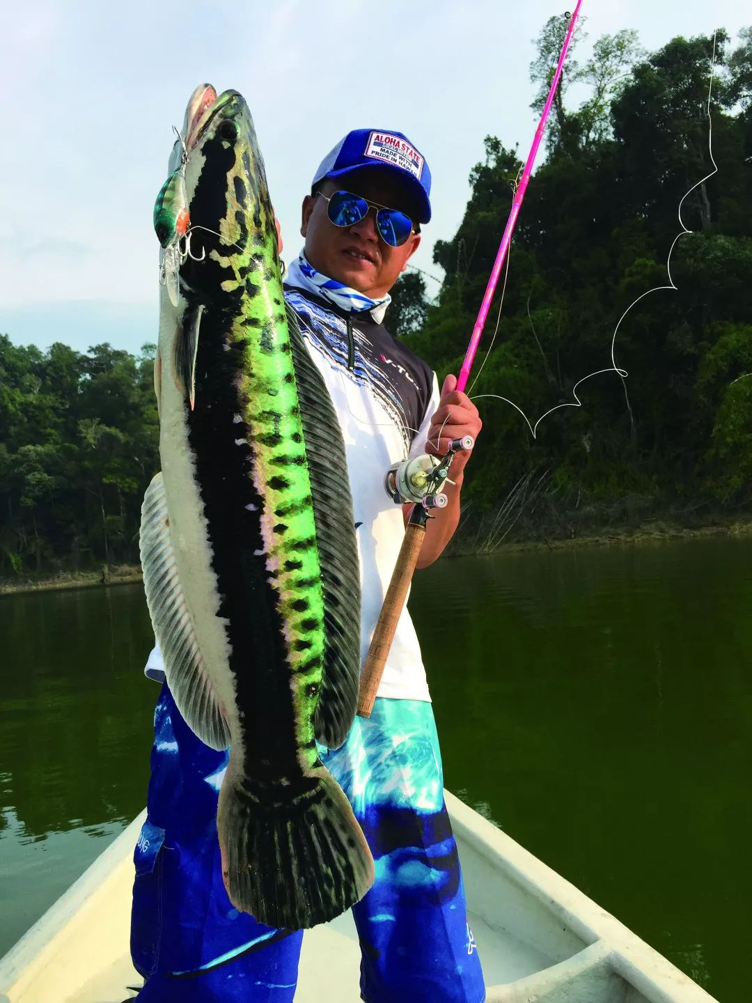 马来西亚探钓多曼鱼,60多尾成功上岸~(下)