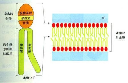 细胞膜结构图磷脂是人体细胞膜的重要组成部分,磷脂可以分解过高的
