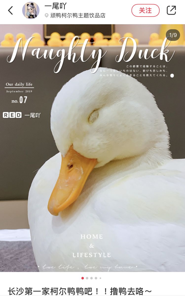 魔都首家合法"鸭"店!8只售价1w 的网红柯尔鸭亲自坐镇