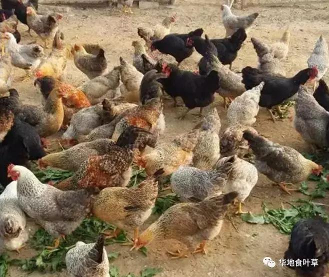 食叶草(蛋白草)在养猪,鸡,鸭,鹅,兔,牛,羊中应用的较多.