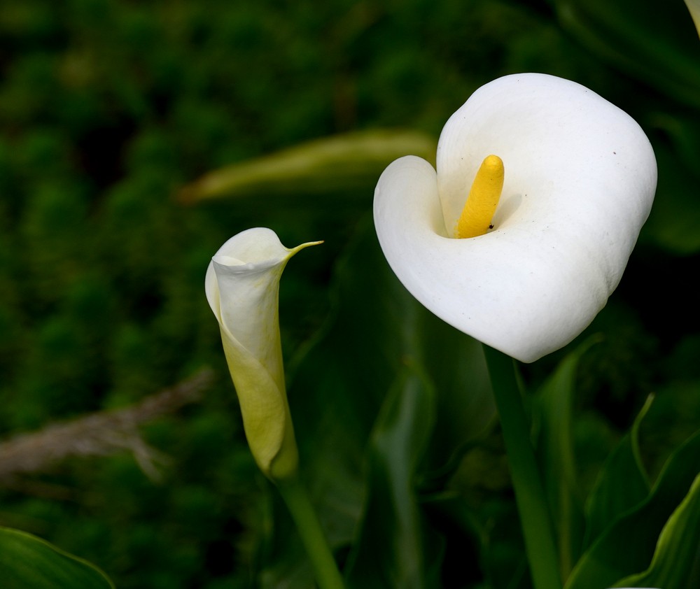 有些小误会就会跟朋友老死不相往来的生肖女