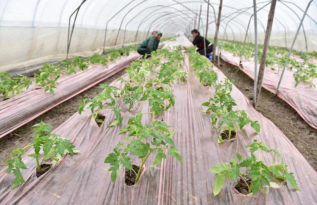 会严重受阻,此时果肩着色不匀,因此必须要对棚内的土壤墒情做好把控