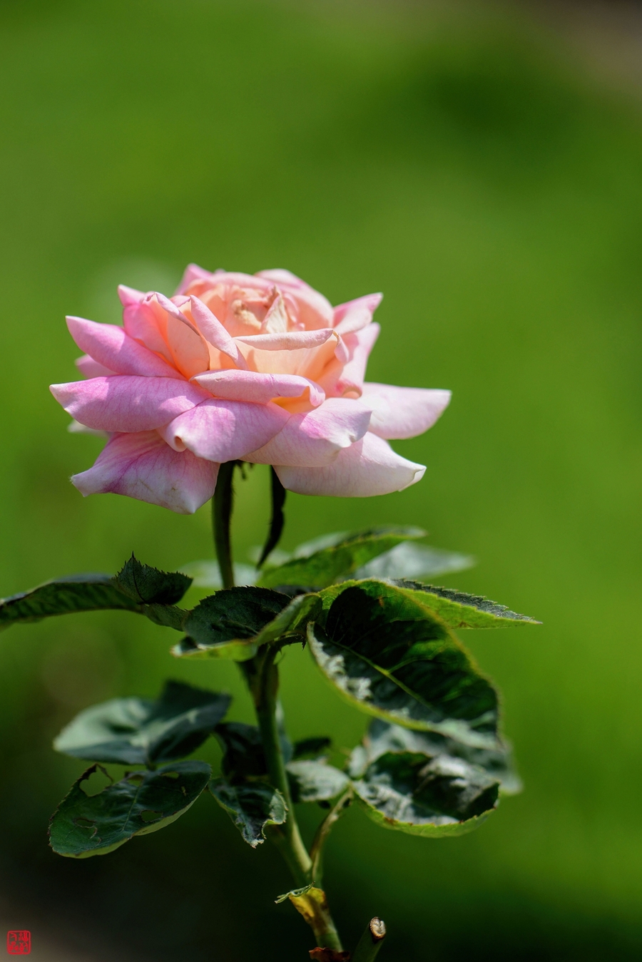 生肖属羊人2020年每个月运气