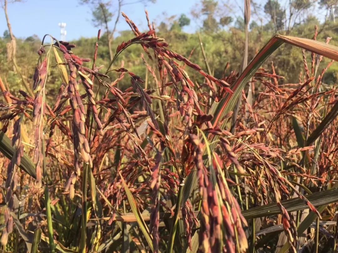 香,软,甜,糯,苗疆生态非遗红米,煮饭放2勺,多吃2大碗!