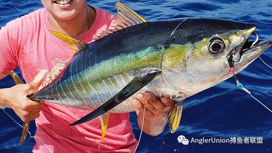 当然他也是一个很好的战利品,黄鳍金枪鱼是世界上最受欢迎的食用鱼之
