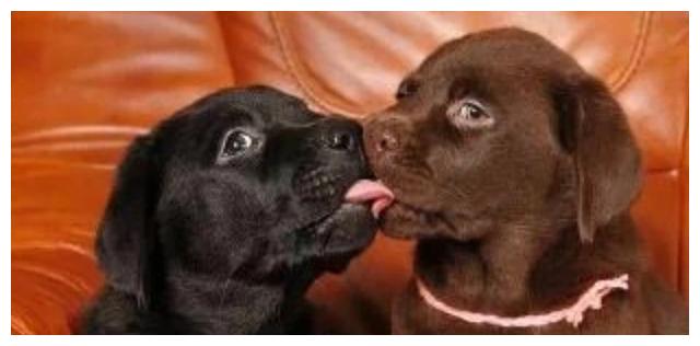 狗狗舔主人手,不同情景的不同心理表现