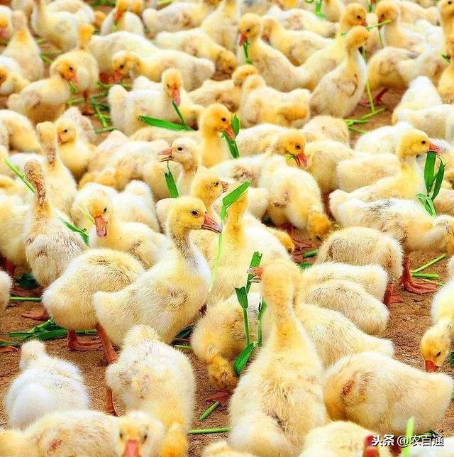 雏鹅饲养失败的8个错误总结