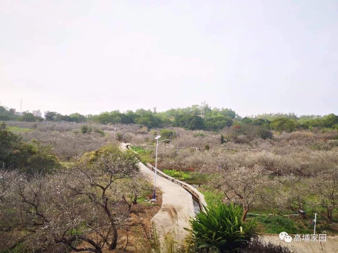 高埔龙堀梅花观赏区迎来了大批游客._普宁市