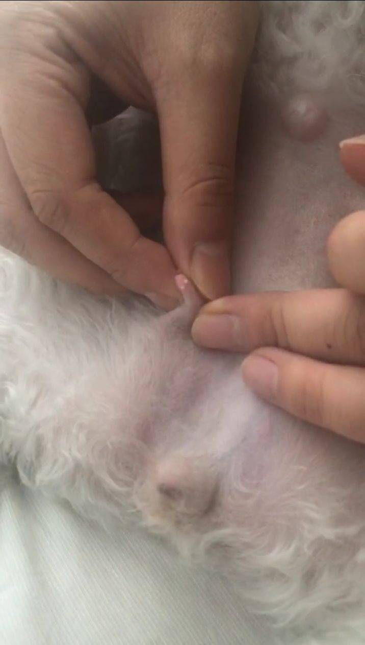 家养母犬的铲屎官应该知道的事