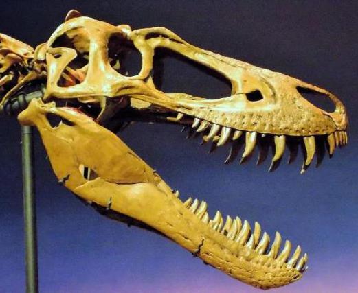 原创牙齿如刀片幼年霸王龙行动敏捷化石显示它们同样飞扬跋扈