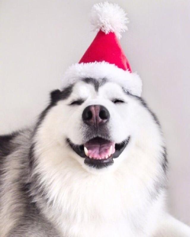 微笑狗狗头像今日份治愈系微笑我化啦