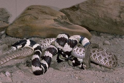 这条加州王蛇和一条响尾蛇相遇了,于是疯狂的同类互吞一幕发生了