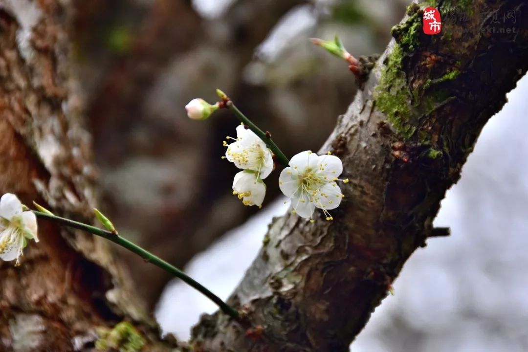 揭西最美赏"雪"季来啦!仙气满满,暗香浮动~赶快约起吧!_梅花