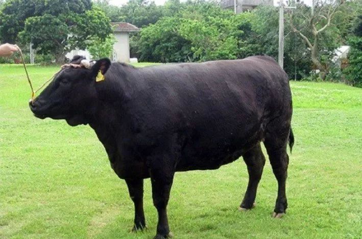 并在1944年正式命名为黑色和牛,褐色和无角和牛,作为日本过的培育肉牛