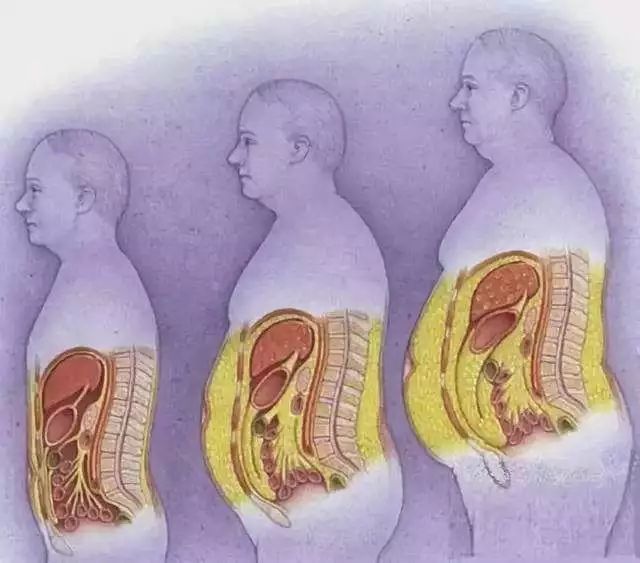 肌肉训练营 今天_脂肪
