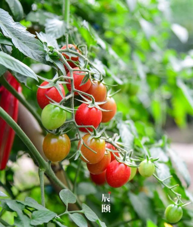 辰颐物语海南千禧果清甜爽口瘦身美白利器