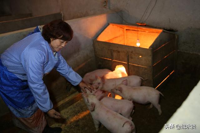 土猪养殖业动态分析：顺应市场趋势，推动产业升级