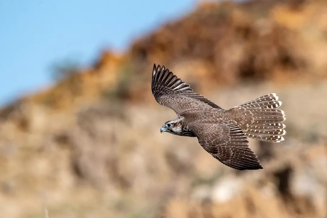 我的2019丨我的野生动物摄影100图