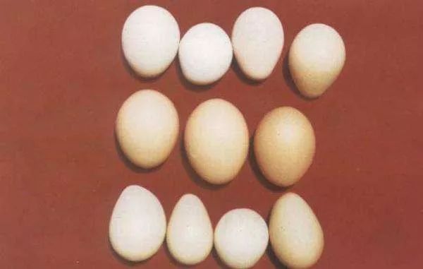养殖课堂 | 畸形蛋产生的原因及防治措施