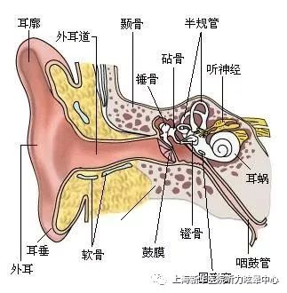 張 筋 鼓膜 耳の構造と耳小骨の役割