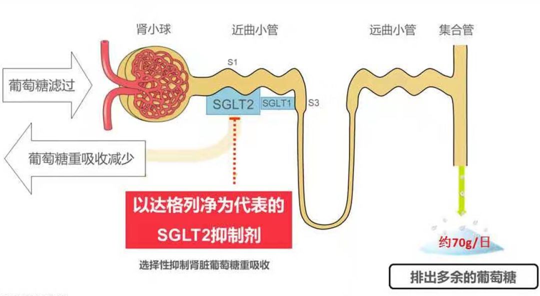 图2 sglt-2抑制剂作用机制图empa-regoutcome试验将糖尿病患者随机