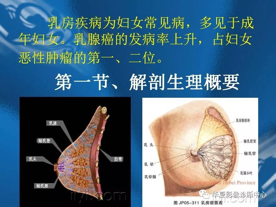 乳腺解剖及常见病变